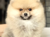Teddy Bear Pomeranian Boo