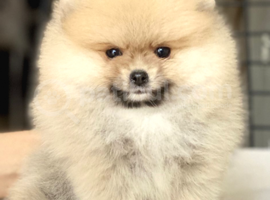 Teddy Bear Pomeranian Boo görsel