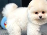 Pomeranian Teddybear