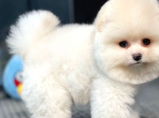 Pomeranian Teddybear görsel