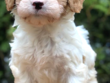 Maltipoo