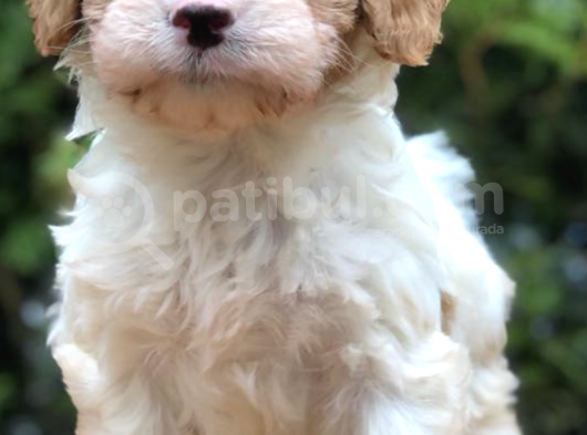 Maltipoo görsel