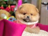 Safkan Pomeranian Boo Yavrularımız