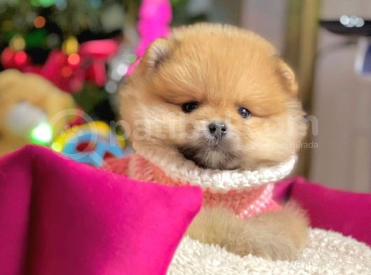 Safkan Pomeranian Boo Yavrularımız görsel