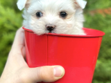 Maltese Bebekler Tea Cup