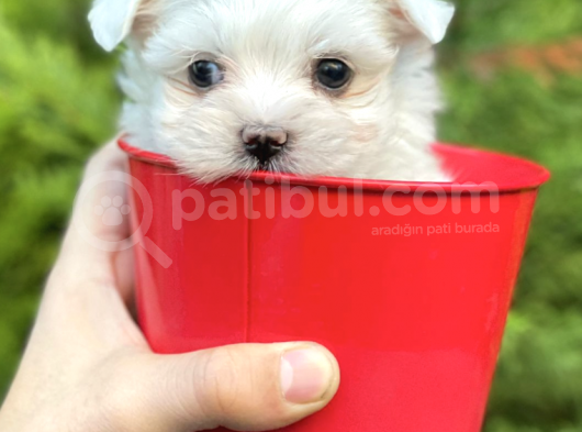 Maltese Bebekler Tea Cup