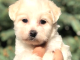 Morkie Di̇şi̇ Erkek Bebekler