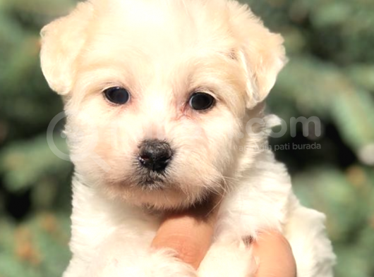 Morkie Di̇şi̇ Erkek Bebekler