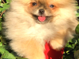 Ayı Surat Pomeranian Boo