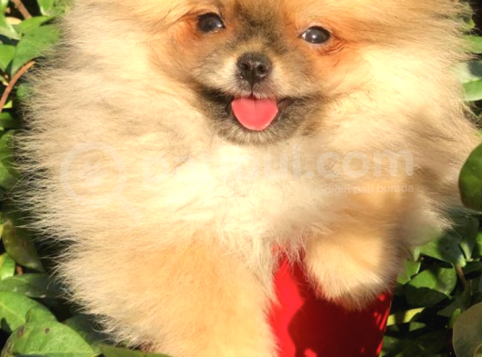 Ayı Surat Pomeranian Boo görsel