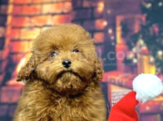 Red Brown Toy Poodle
