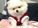 Pomerani̇an Boo Karbeyaz Di̇şi̇ Erkek Bebekler