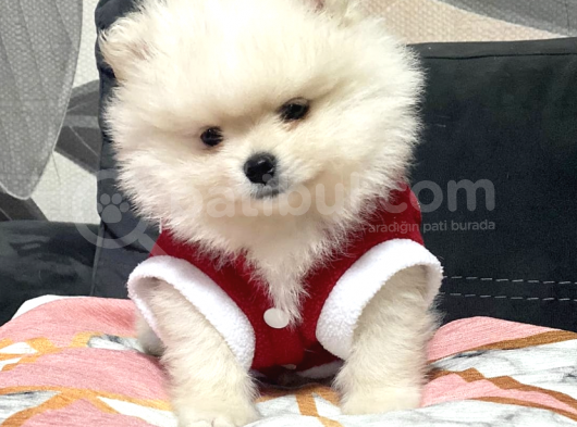 Pomerani̇an Boo Karbeyaz Di̇şi̇ Erkek Bebekler görsel