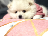 Pomerani̇an Boo Karbeyaz Di̇şi̇ Erkek Bebekler