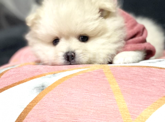 Pomerani̇an Boo Karbeyaz Di̇şi̇ Erkek Bebekler