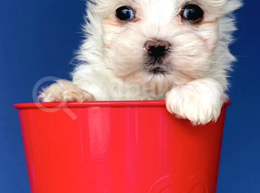 Maltese Bebekler Tea Cup görsel