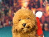 Red Brown Toy Poodle