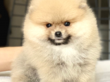 Teddy Bear Pomeranian Boo