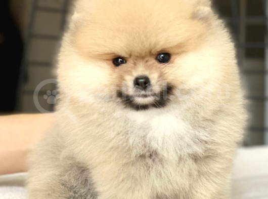 Teddy Bear Pomeranian Boo