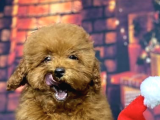 Red Brown Toy Poodle