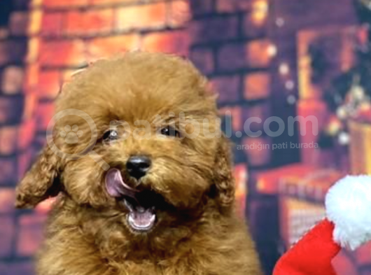 Red Brown Toy Poodle görsel