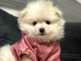 Pomerani̇an Boo Karbeyaz Di̇şi̇ Erkek Bebekler