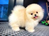 Pomeranıan Boo