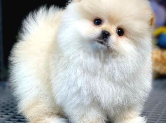 Pomeranian Teddybear görsel