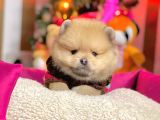Safkan Pomeranian Boo Yavrularımız
