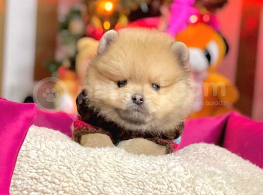 Safkan Pomeranian Boo Yavrularımız görsel