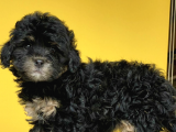 Black And Tan Di̇şi̇ Erkek Toy Poodle