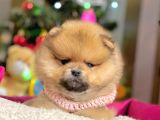 Safkan Pomeranian Boo Yavrularımız