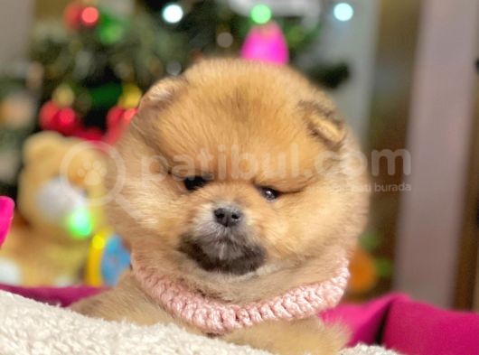 Safkan Pomeranian Boo Yavrularımız