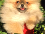 Ayı Surat Pomeranian Boo