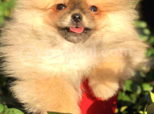Ayı Surat Pomeranian Boo görsel