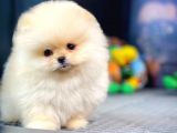 Pomeranian Teddybear