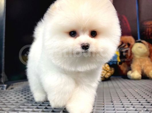Pomeranian Teddybear görsel