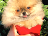 Ayı Surat Pomeranian Boo