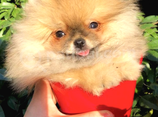 Ayı Surat Pomeranian Boo
