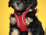 Black And Tan Di̇şi̇ Erkek Toy Poodle