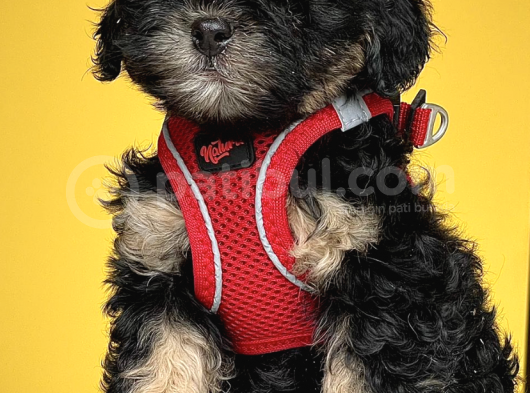 Black And Tan Di̇şi̇ Erkek Toy Poodle