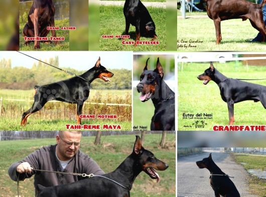 Şampiyon Soyu Fci Yavru Dobermanlar görsel