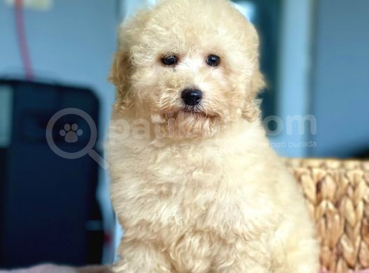 Bebek Surat Toy Poodle Yavrularimiz görsel