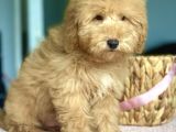 Show Kalite Toy Poodle Yavrularimiz