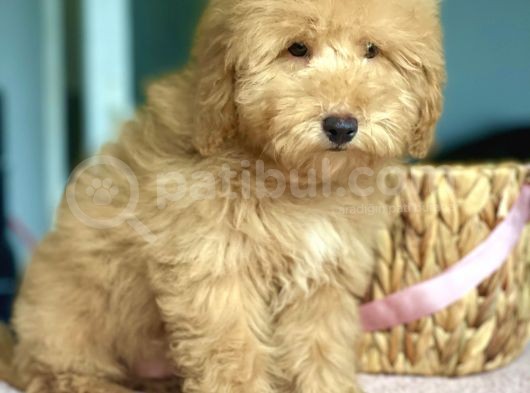Show Kalite Toy Poodle Yavrularimiz görsel