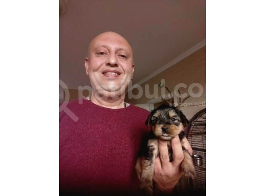 Teacup Yorkshire Terrier Yavruları