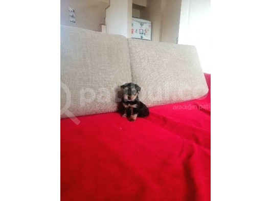 Teacup Yorkshire Terrier Yavruları görsel