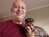Teacup Yorkshire Terrier Yavruları