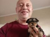 Teacup Yorkshire Terrier Yavruları