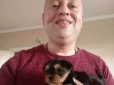 Teacup Yorkshire Terrier Yavruları